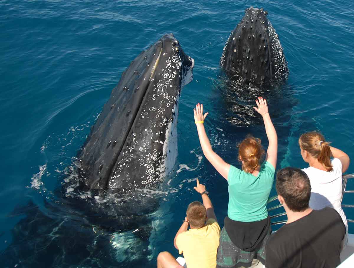 the ultimate guide to whale watching in hervey bay