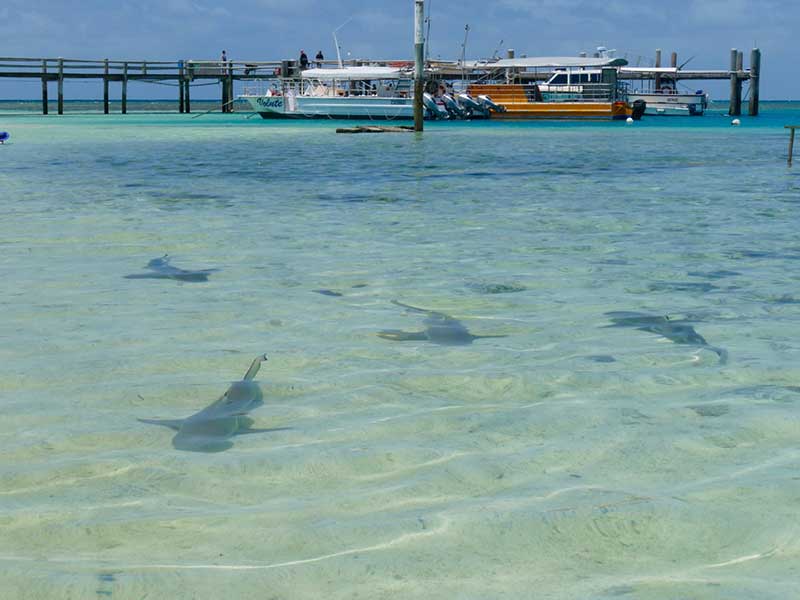 12 Heron Island Reef sharks in the shallows by The Jetty