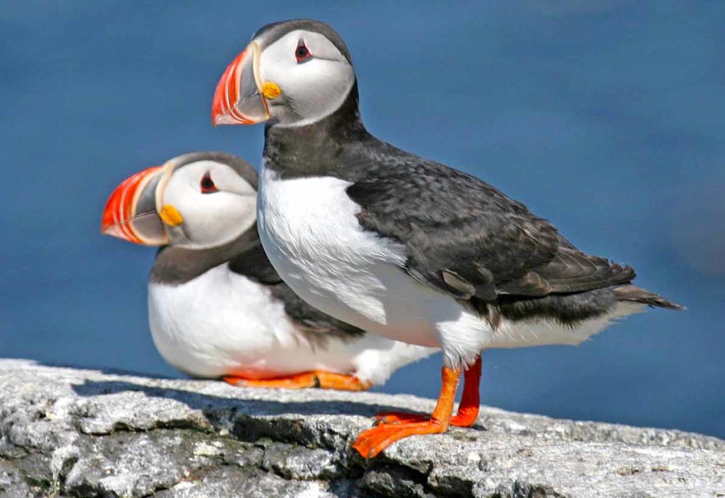 best time to visit iceland for puffins