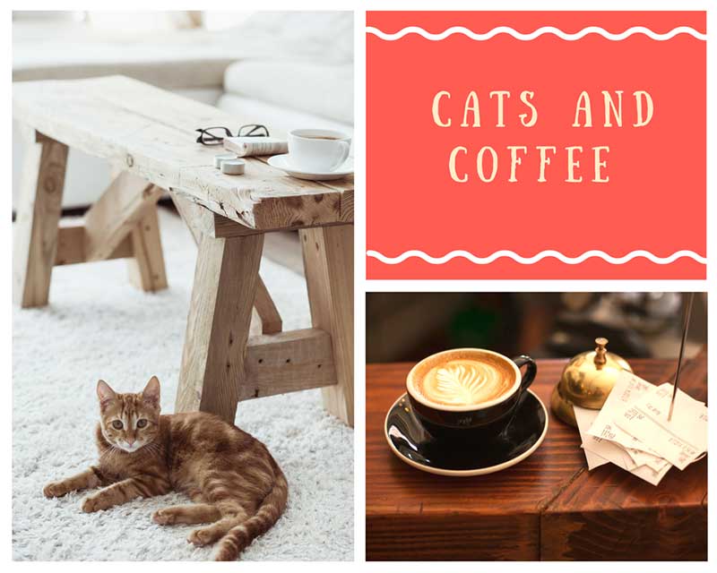  Cat  Cafes in Canada Reviews and list of Canadian cat  cafes