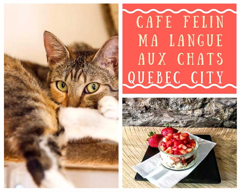  Cat  Cafes  in Canada Reviews and list of Canadian cat  cafes 