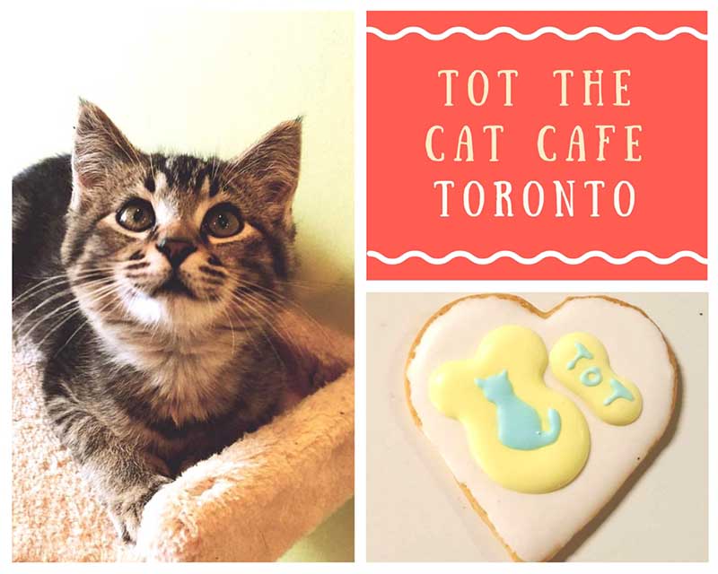  Cat  Cafes  in Canada Reviews and list of Canadian cat  cafes 