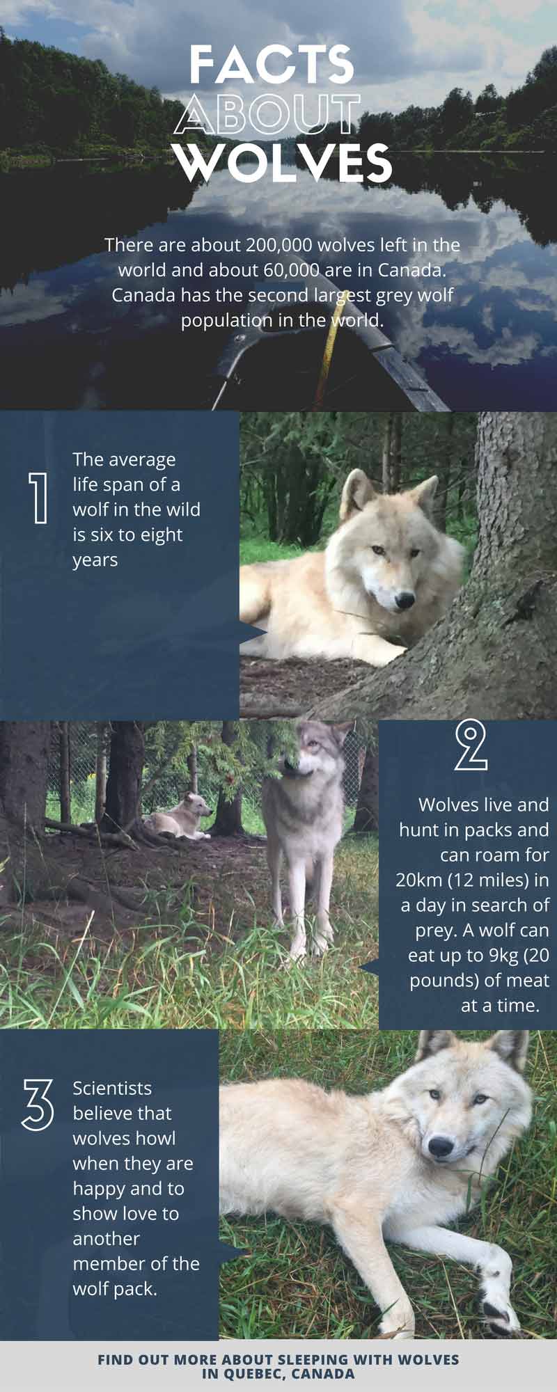 Canada Wolf Sanctuary - Adventuraid Parc Mahikan