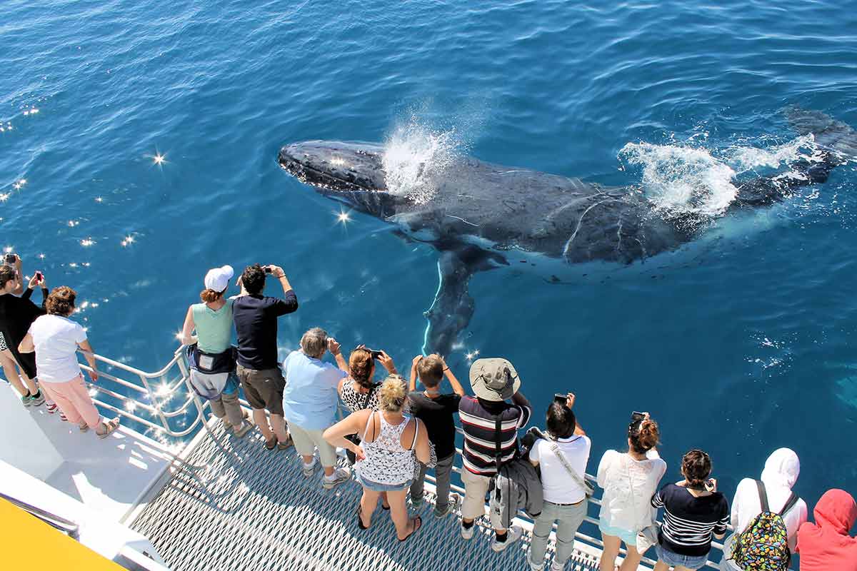 Whale Watching Hervey Bay - The Ultimate Guide To Choosing a Tour1200 x 800
