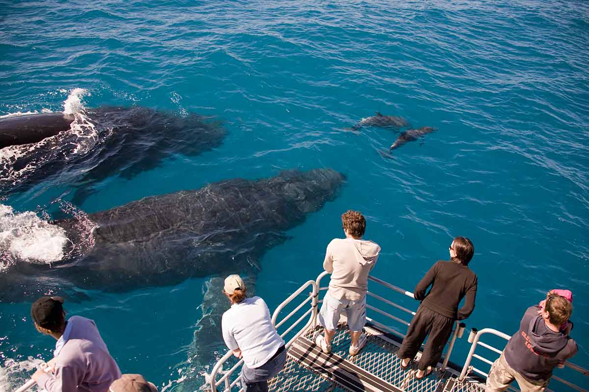 Whale Watching Hervey Bay The Ultimate Guide To Choosing A Tour